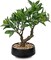 Artificial Bonsai Tree – 13" Small Bay Laurel Faux Potted Plant, Indoor Decorative Desk Plant with Ceramic Pot for Home, Office, Living Room, Bedroom, Bathroom, Table, or Shelf